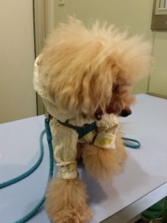 Ifc