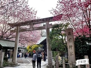 桜の季節ですね。