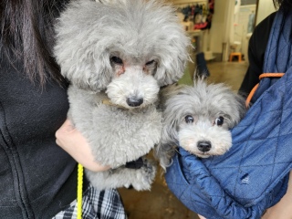 �e�q�Ńn�C�h���Z���s�[