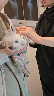 �N���X���q��