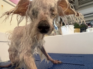 �J�b�R�ǂ��I