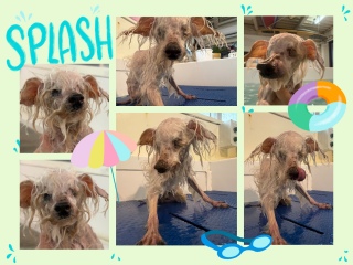 �N���X���q