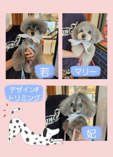 DesignF�g���I