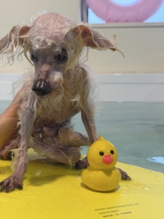 �N���X���q