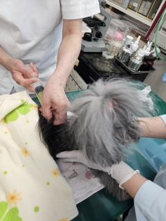 �����Ɏ厡��̂Ƃ���